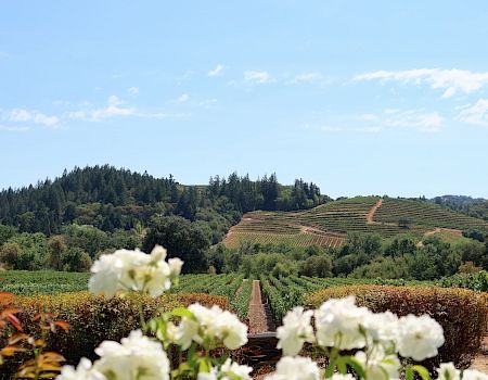 Casa Mani Resort Napa Valley