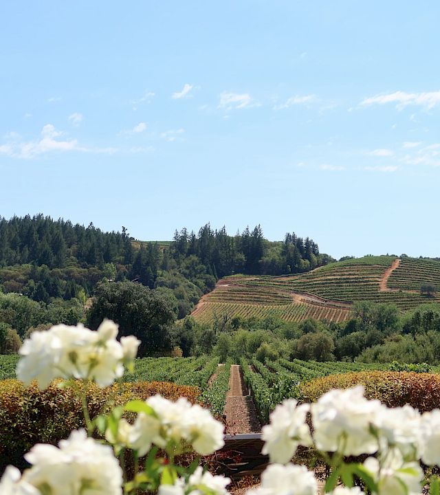 Casa Mani Resort Napa Valley